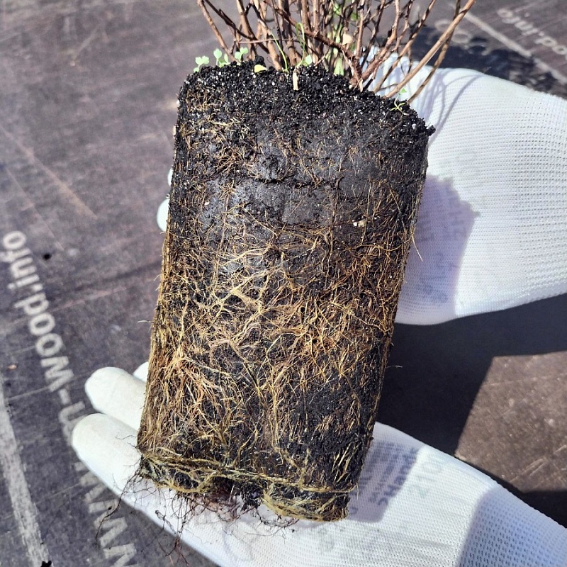 Спирея цинерея Грефшайм 1 шт Р9